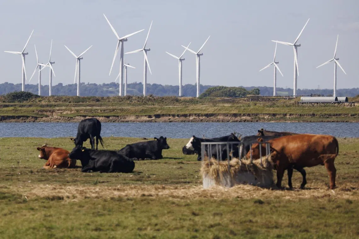 Nearly eight out of 10 cows across the planet are already experiencing excessively high body temperatures, spiked respiration rates, bowed heads and open-mouthed panting.