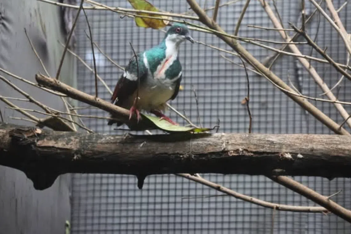 The Negros bleeding heart pigeon has a vivid red or orange patch of plumage on its breast that resembles a puncture wound.