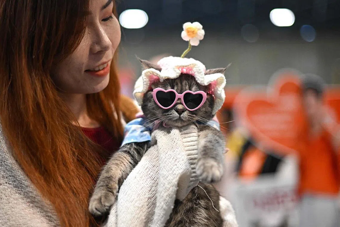 A participant carries her Persian cat 'Ampao' during the 2025 Thailand cat show in Bangkok on March 9, 2025. (Photo by MANAN VATSYAYANA / AFP)
