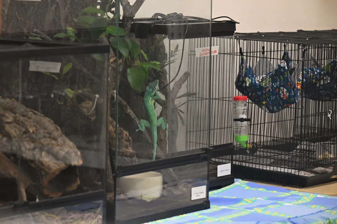 This marked its largest such operation since 2021, when about 120 illegally kept wild animals were seized.
