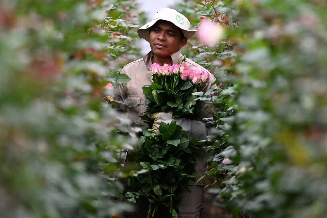 An employee cutting roses for export at Ayura Flowers in Sopo municipality near Bogota, Colombia on Feb 3, 2026. Colombia is one of the world's largest flower exporters, and millions of flowers of all kinds are shipped around the world to meet the demand for Valentine's Day on Feb 14. 