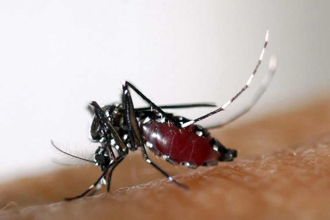 There are currently no vaccines or treatments available for the mosquito-borne virus, which causes fever and sometimes debilitating joint pain, though it is rarely fatal.