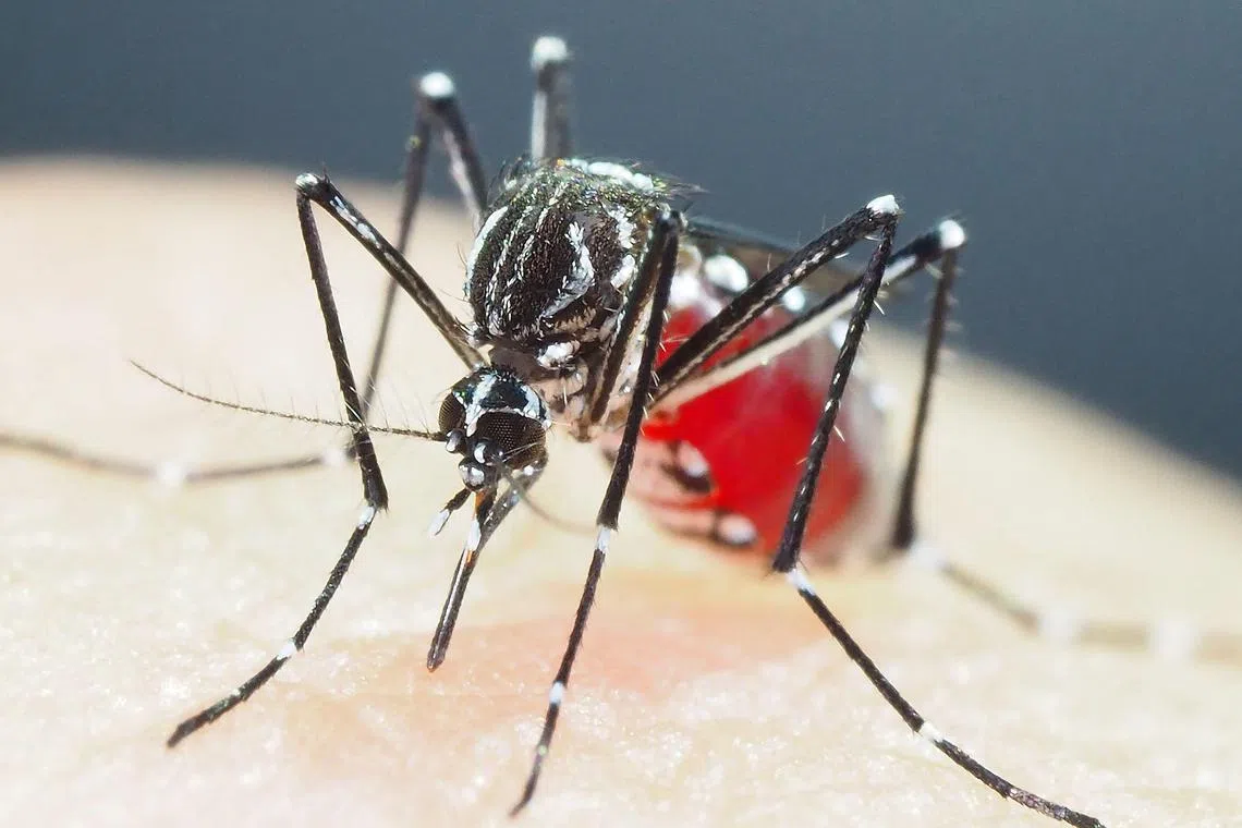 Mosquitoes that transmit dengue and other viruses have evolved growing resistance to insecticides in parts of Asia, and novel ways to control them are desperately needed, new research warns. 