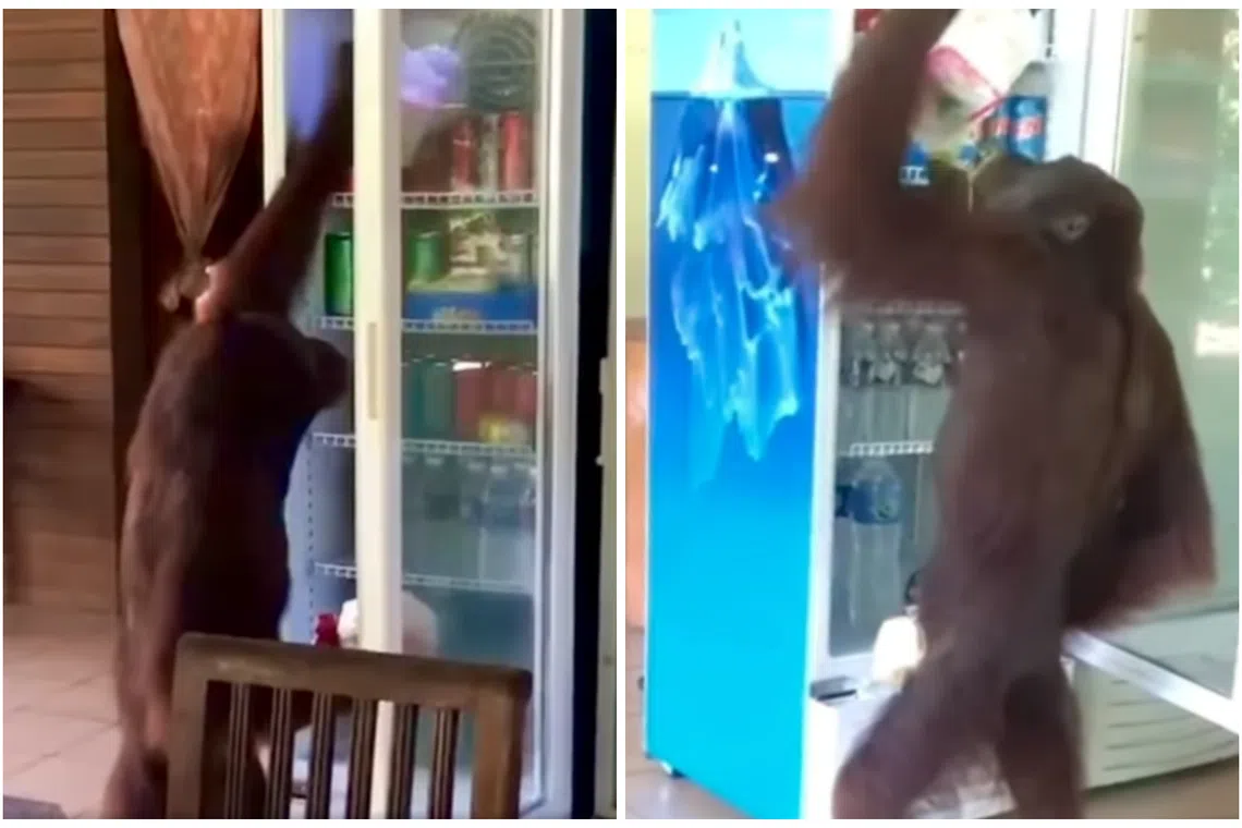 The male orang utan, called “Boogie” by rangers at the rehabilitation centre, allegedly also "intruded" another cafe nearby previously.