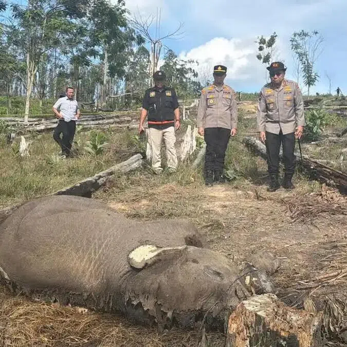 Riau Police chief Herry Heryawan (right) inspects the carcass of a young wild elephant in Tesso Nilo National Park in Pelalawan regency, Riau, on Feb 26.