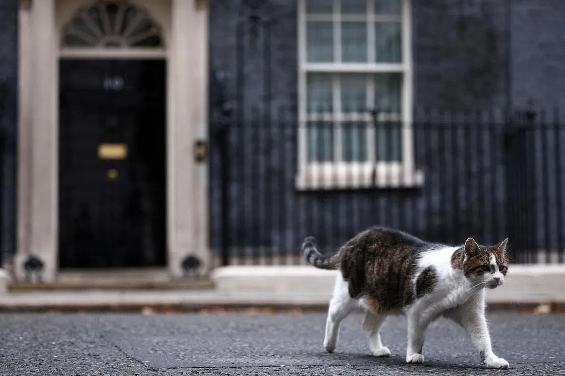 Larry has been top cat at the British prime ministerial residence in central London for the last 13 years.