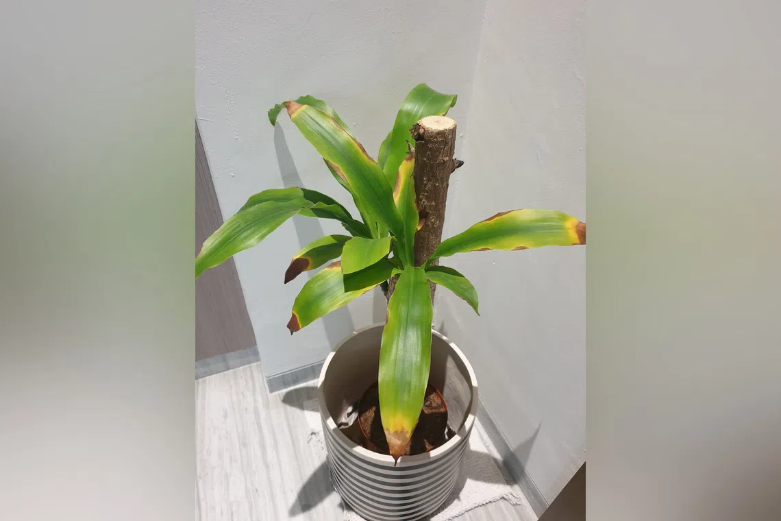 The Dracaena needs plenty of filtered sunlight.