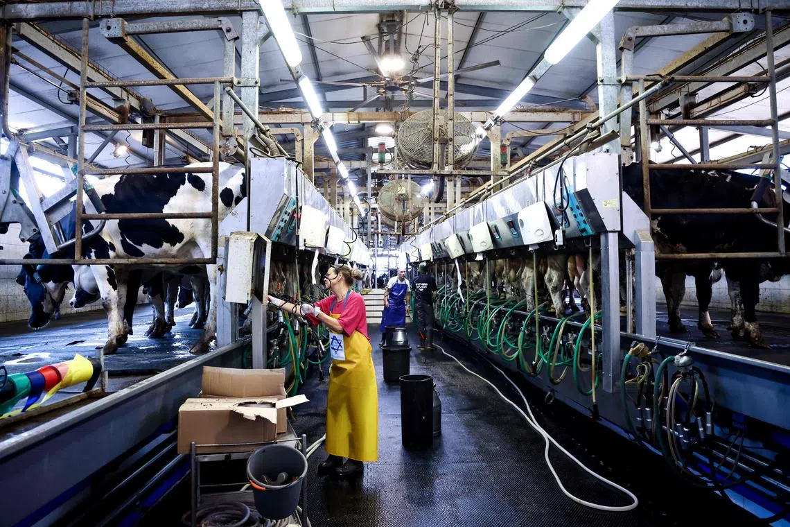 Israeli volunteers milk cows on Nov 14, in a dairy farm at the Nir Oz kibbutz, one of the Israeli communities near the Gaza Strip attacked on Oct 7 by Hamas.