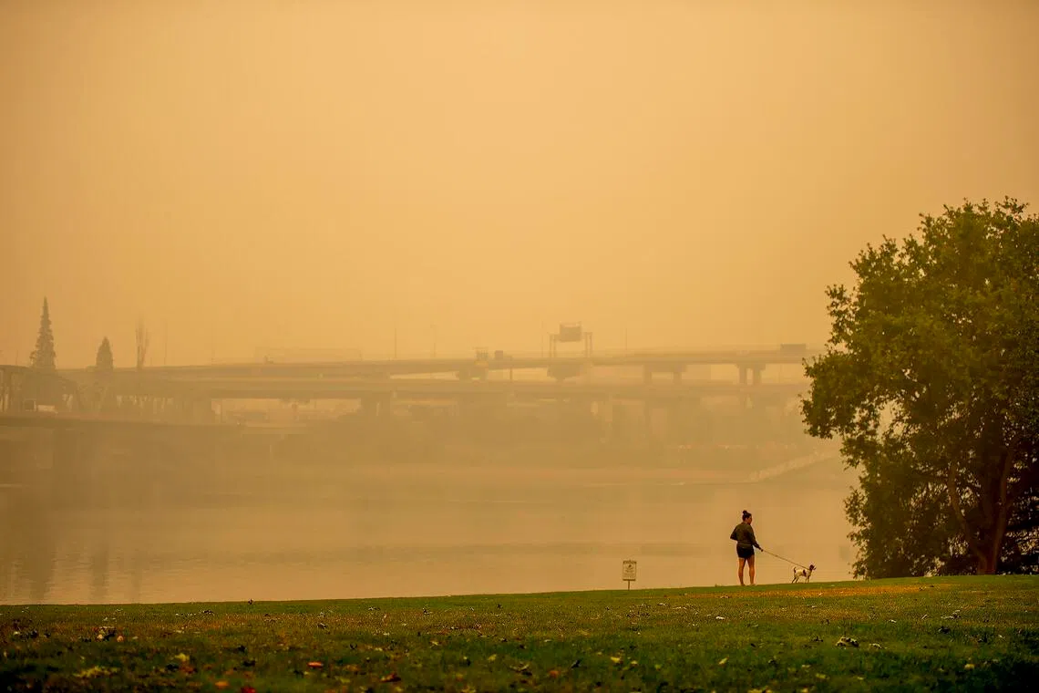 Experts recommend that pet owners take some simple steps to protect their animals from air pollution, lead paint and other environmental toxins. 