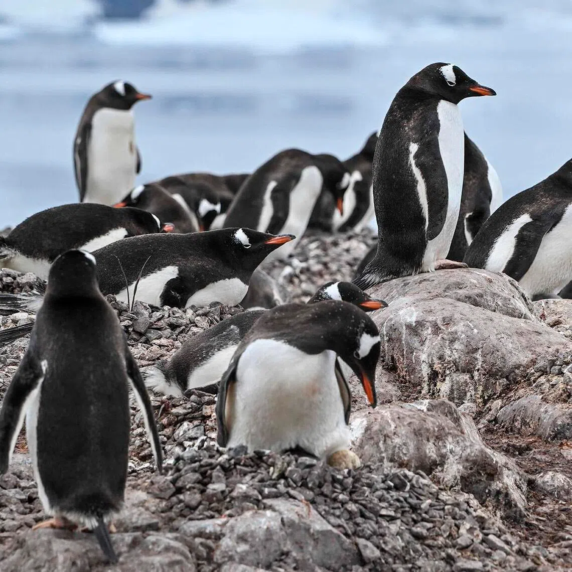 Penguin breeding is closely linked to food availability, and less sea ice has meant hunting grounds and nesting sites are more available during the year.