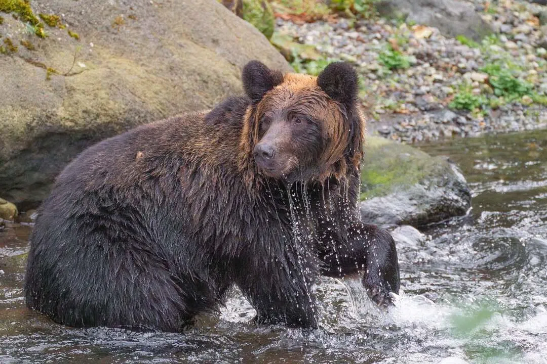 A record 13 people have been killed by bears across the country since April.
