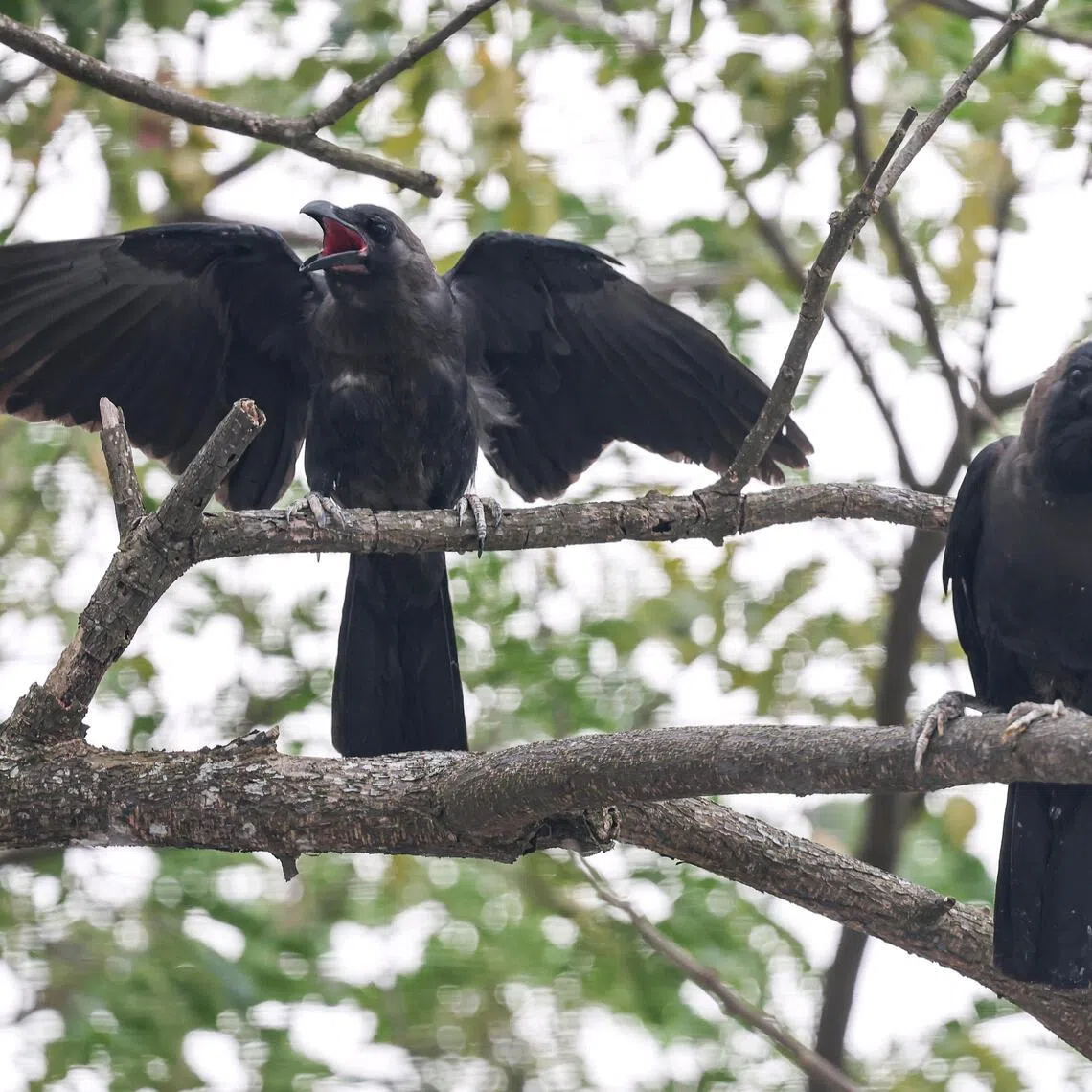 Crows perching in the trees at Bulim Heavy Vehicle Park on April 2. 