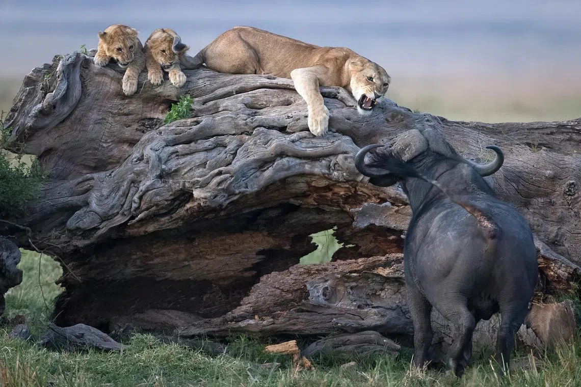 Highly Commended (Category: Behaviour - Mammals)                                                                                          Lion defends its cubs from a buffalo in Maasai Mara National Reserve, Kenya. While a pride of lions can bring down a buffalo, a lone lion with cubs is vulnerable. Buffaloes, though herbivores, can be very aggressive, and their heavy, ridged horns make formidable weapons, capable of goring and killing an adult lion and certainly its cubs.