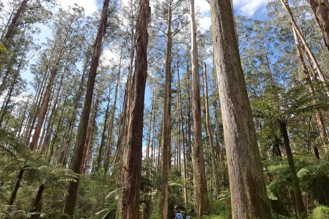 The simple joys of unhurried days and forest trails during a family holiday