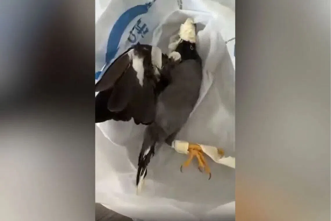 The woman claimed that the bird had flown into her residence for food.