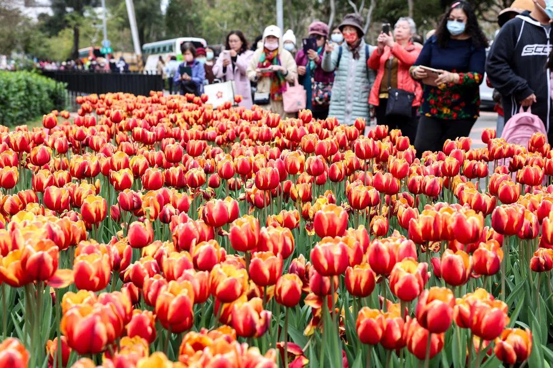 People taking pictures of tulips at the 2025 Shilin Residence Tulip Festival in Taipei, on Feb 19, 2025.