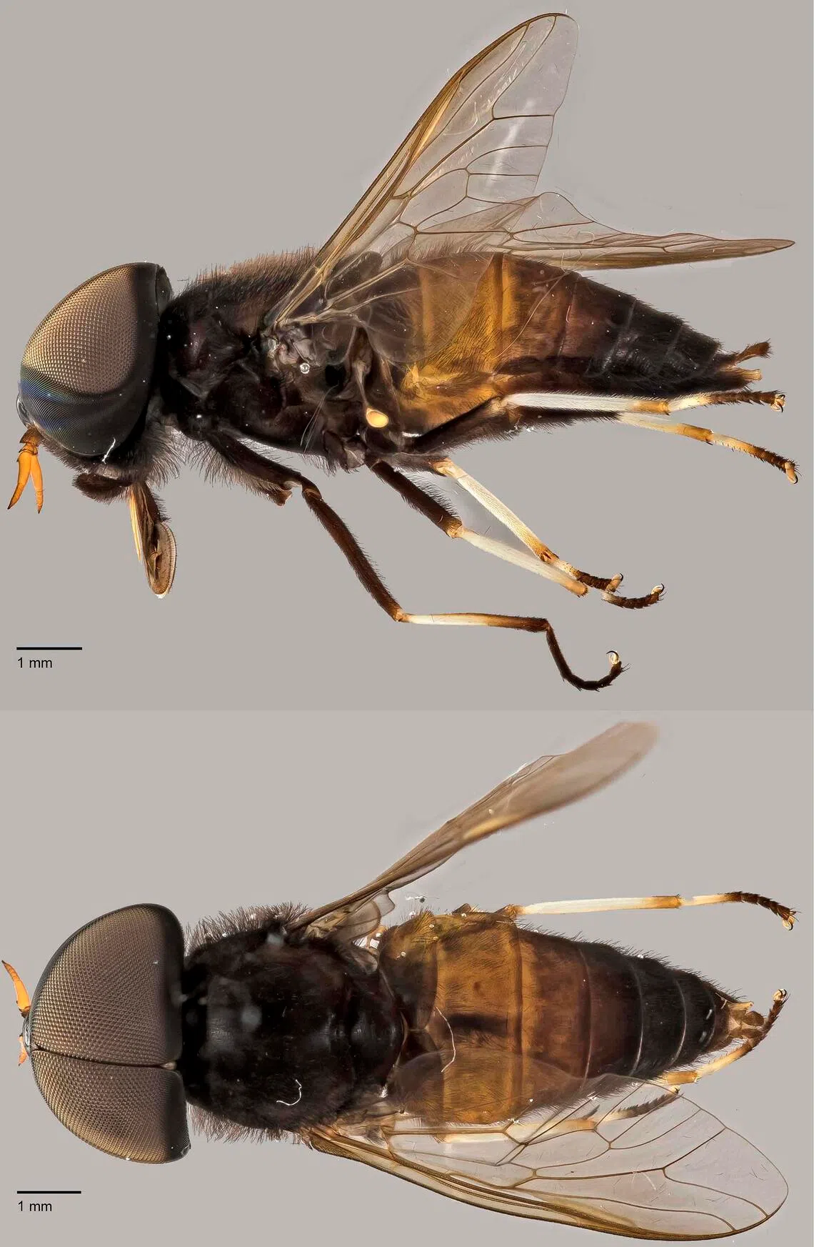 A native horsefly species identified by NUS’ Lee Kong Chian Natural History Museum.