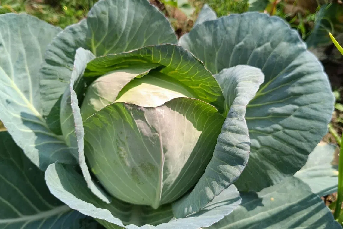 The drug trafficking charges carry a maximum sentence of 15 years to life in prison.