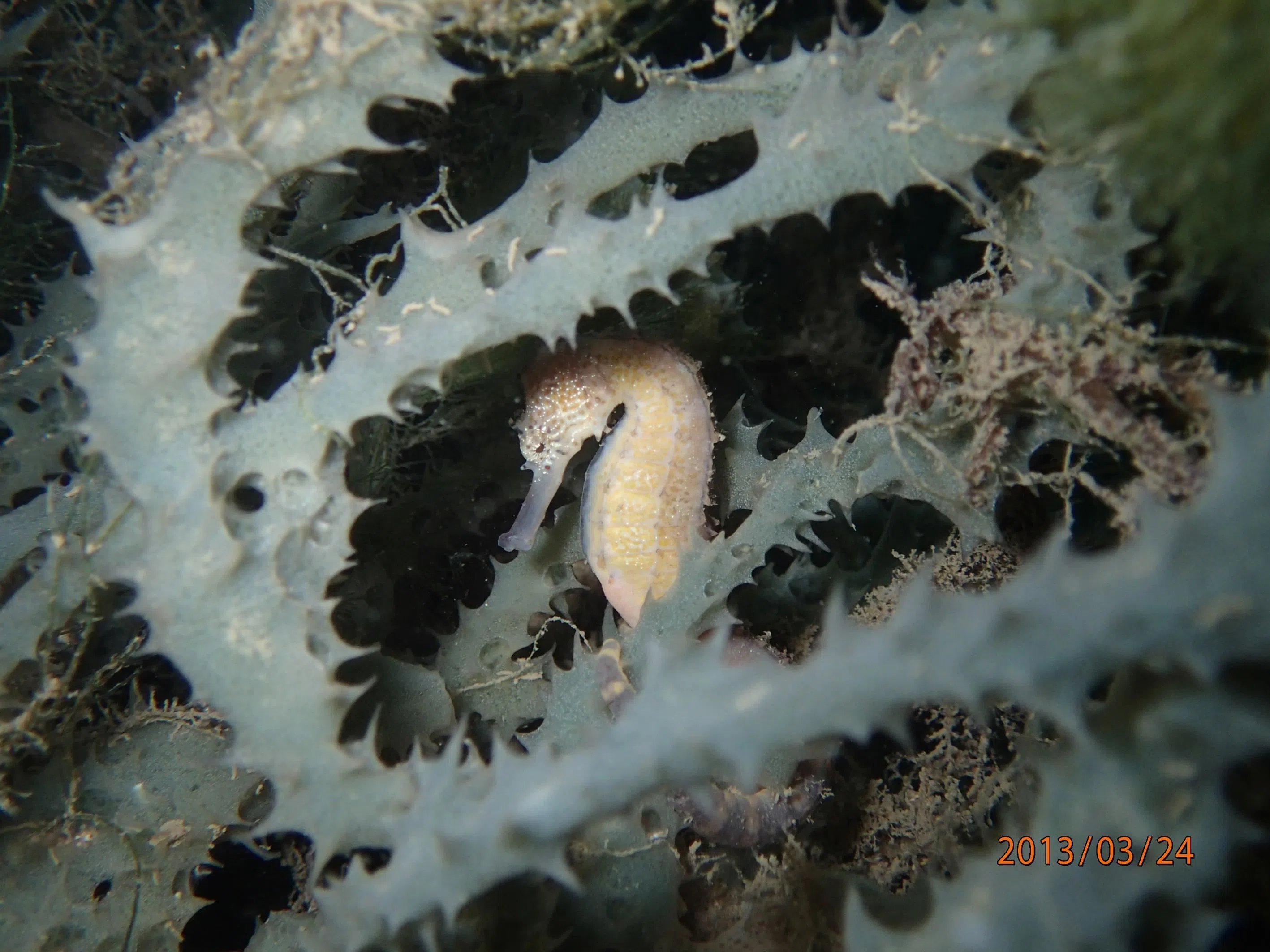 A tiger tail seahorse captured by marine scientist Neo Mei Lin in Pulau Hantu in 2013.