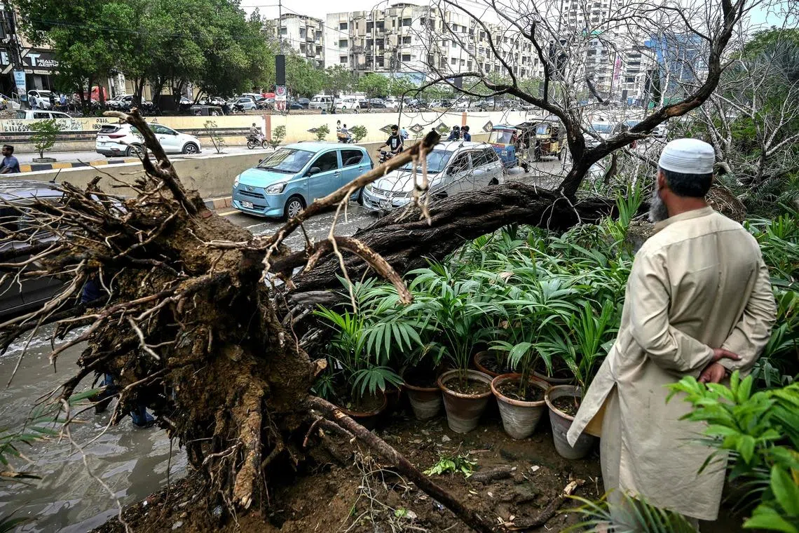 A man standing near an uprooted tree along a road following heavy rain and strong winds in Karachi on March 19, 2026. 