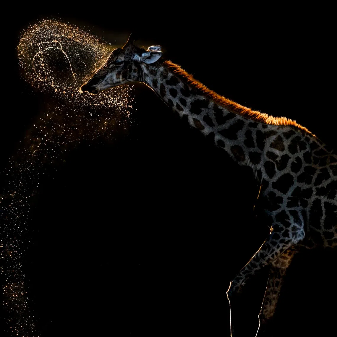 Titled Water Ballet, the photo of a giraffe won Mrs Vaidehi Chandrasekar gold in the Behaviour - Mammals category at the 2026 World Nature Photography Awards.