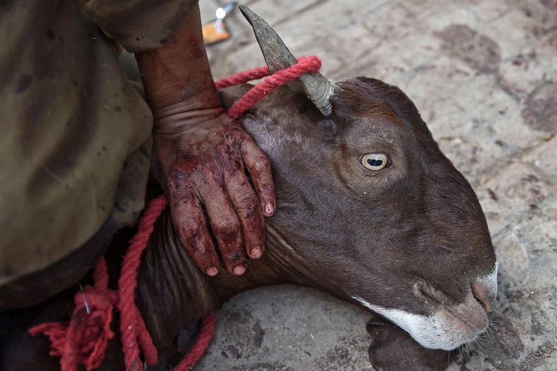 Doctors say a goat's eye has the consistency of jelly and can easily get lodged in the respiratory pipe.