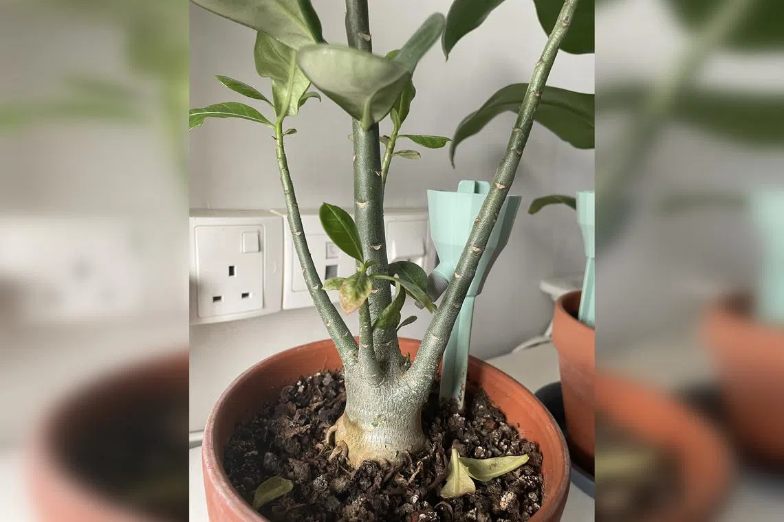 This desert rose's lanky appearance indicate that it needs more sunlight.