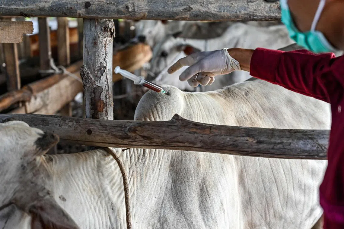 A vet administers a syringe with vitamin after vaccination to prevent foot and mouth disease at a cattle farm in Banda Aceh on Jan 8, 2025. 