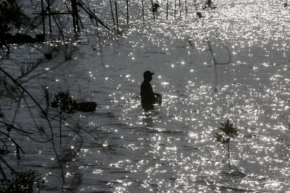 A fisherman looking for carp in a swamp area in Banda Aceh, Indonesia, on Oct 6, 2025. 