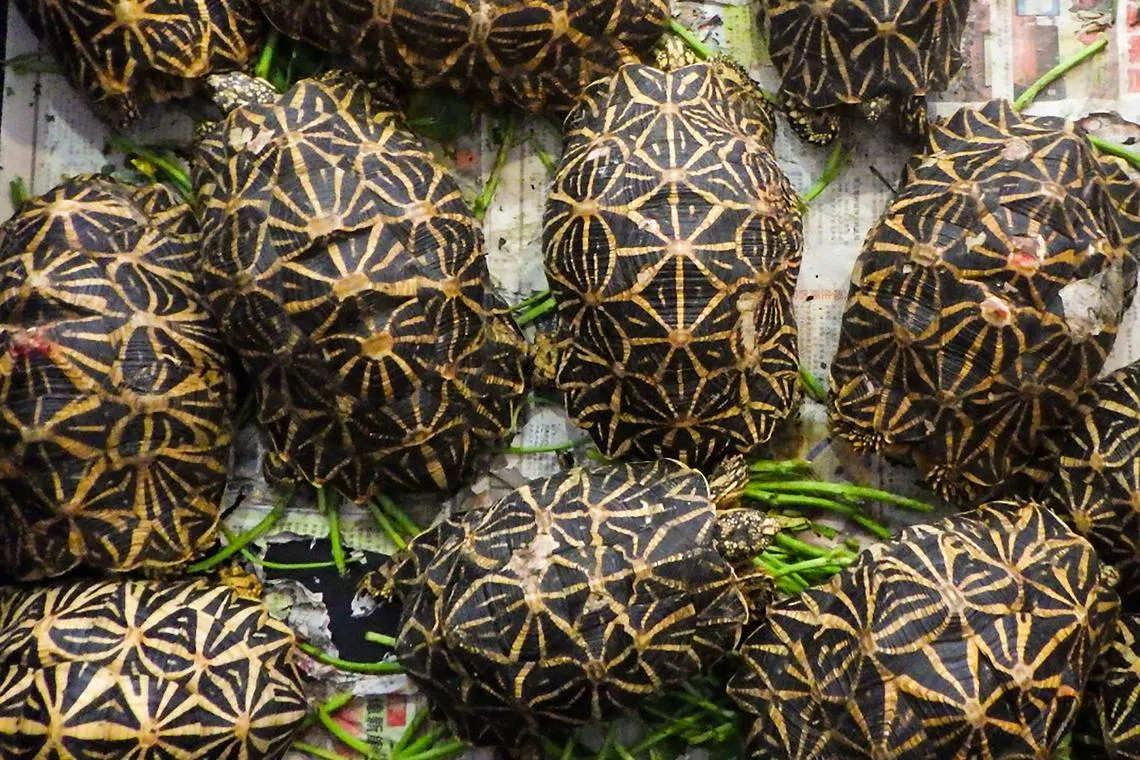 The Indian star tortoise is a threatened species and its name comes from the star-like patterns on its shell.