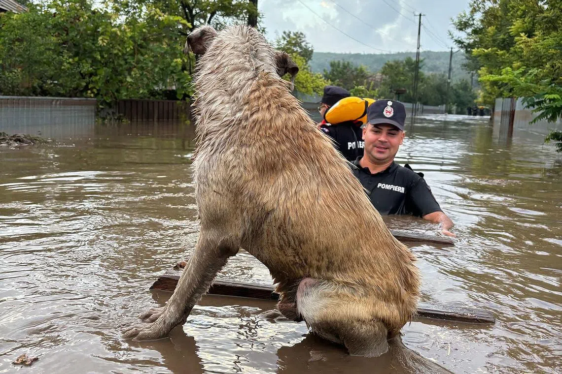 Rescuers in Romania approach a dog stranded by flooding, in the village of Cudalbi, near Galati city.