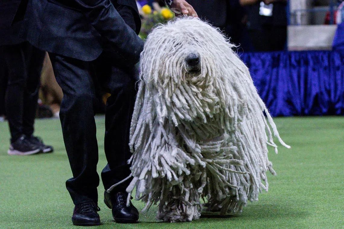 A Komondor dog competes in the Working group during the 147th Westminster Kennel Club Dog Show at the USTA Billie Jean King National Tennis Center in New York, U.S., May 9, 2023. 