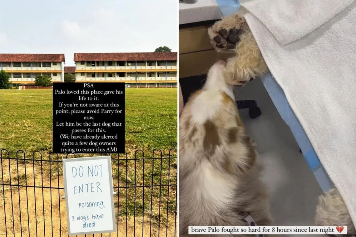 Instagram user @bernedoodlesage's dog displayed symptoms of poisoning and subsequently died after a visit to the area.