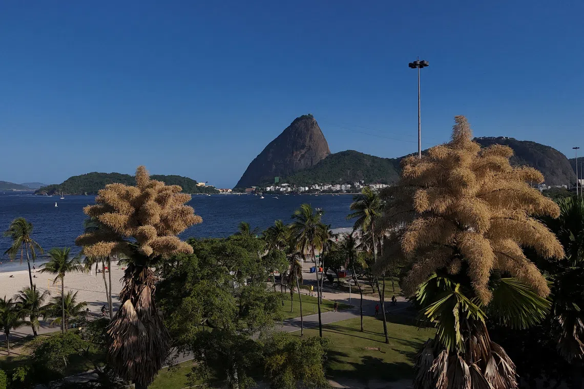 Once-in-a-lifetime bloom: Rare palms in Rio de Janeiro flower before dying | The Straits Times