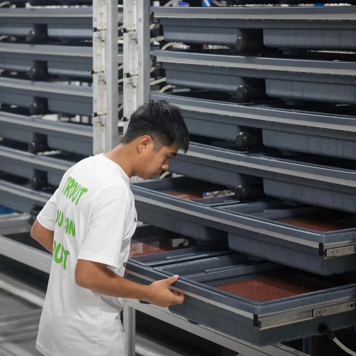 The facility will initially produce 1,200 tonnes of rainbow trout a year, said Blue Aqua International, the company behind the new farm.