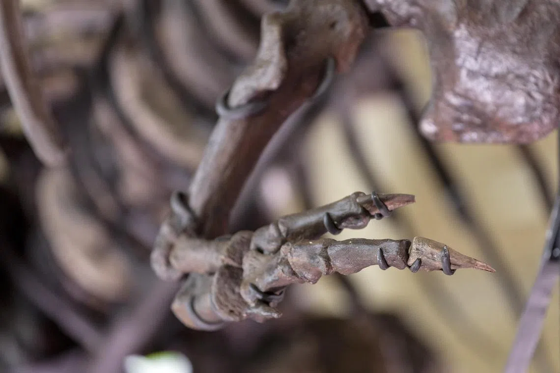 FILE PHOTO: Australia is experiencing a dinosaur boom with a flurry of recent discoveries over the past two decades.