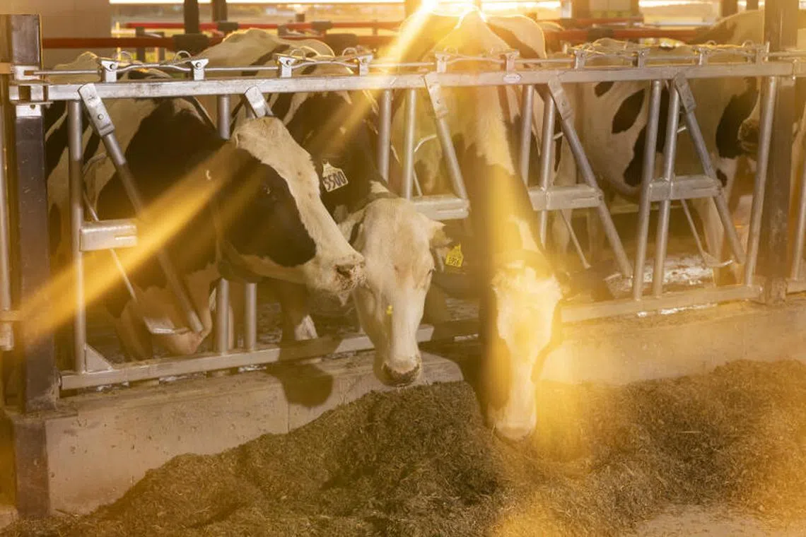 FILE Ñ Cows at a dairy farm near Colby, Wis., on June 26, 2024. In March 2024, the Department of Agriculture discovered cows that were infected with H5N1, and that they could pass the virus to people Ñ possibly through droplets splashed from milking machinery. (Tim Gruber/The New York Times)