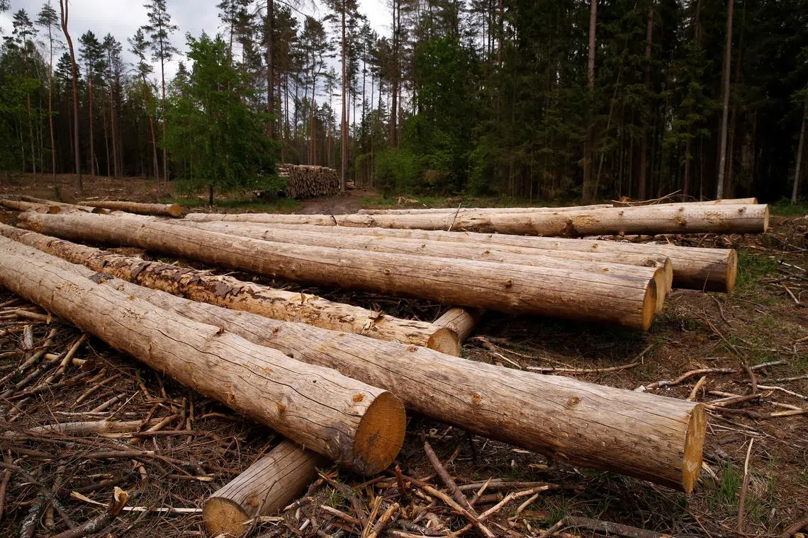 Logged trees are seen near a site where environmental activists take action in the defence of one of the last primeval forests in Europe, Bialowieza forest, Poland May 24, 2017. REUTERS/Kacper Pempel/ File Photo