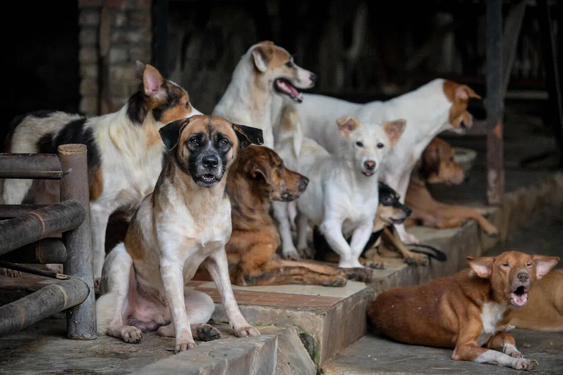 ‘God created it to be eaten’: Jakarta imposes divisive dog meat ban