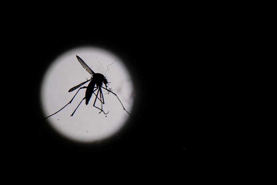 Dengue is spreading to southern Europe, with Italy recording 500 cases so far this year, according to the National Health Institute.