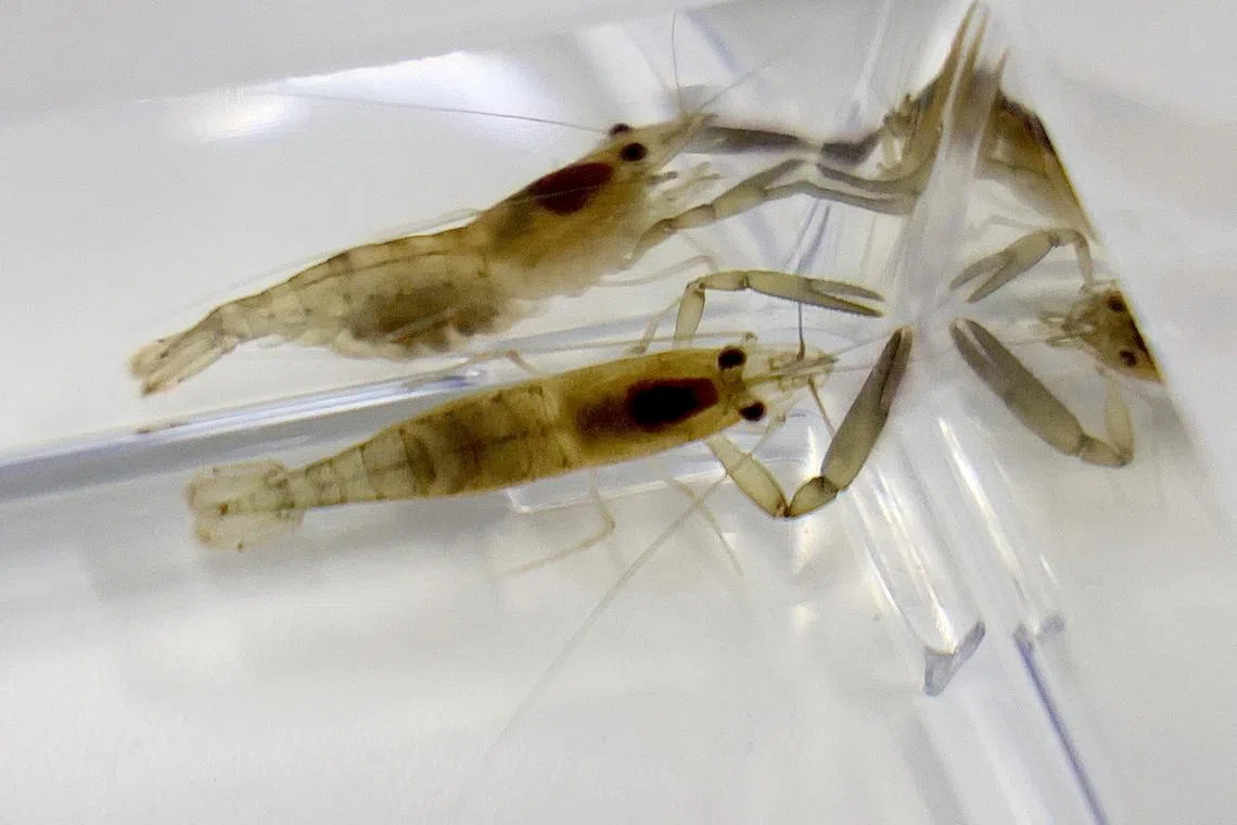 A hundred muff river prawns were released into the wild in February 2023 by NParks as part of efforts to recover and conserve rare or threatened native plants and wildlife.