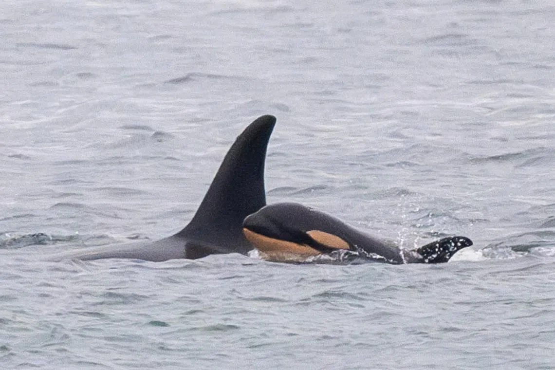 Tahlequah and her pod mates are Southern Resident Killer Whales, a population listed as endangered in the United States.