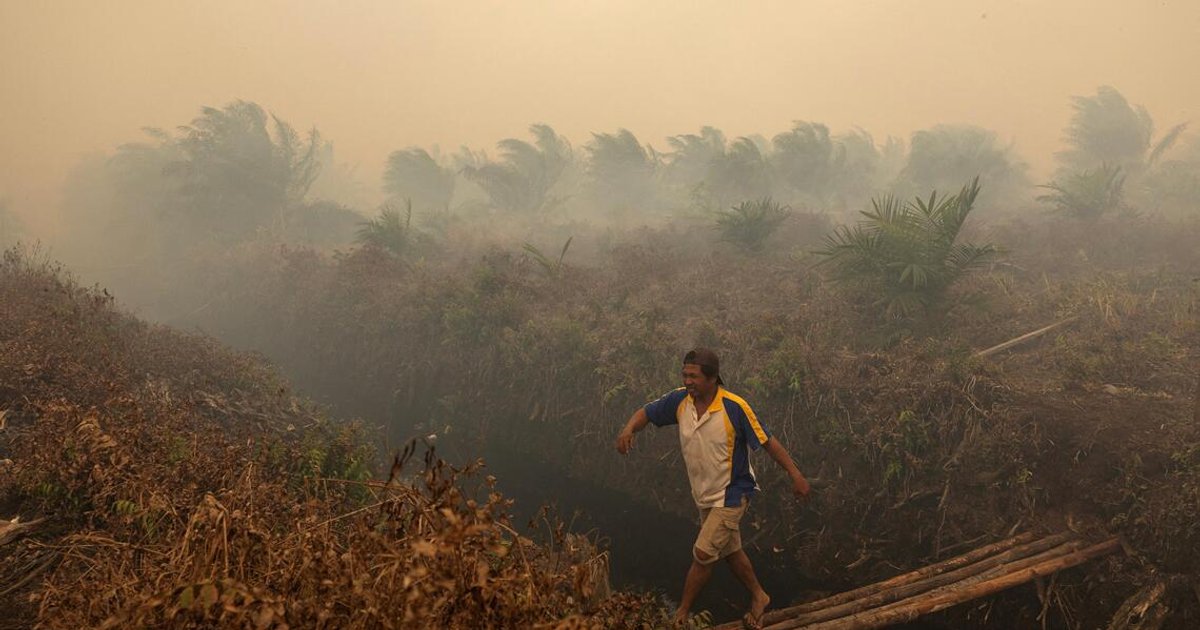 Two S’pore-listed palm oil firms named in Greenpeace report on Indonesian plantation fires