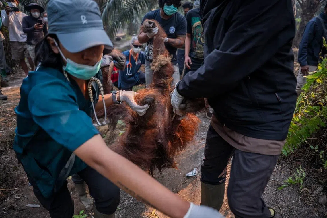 Indonesia rescues six orang utans from fires in a week