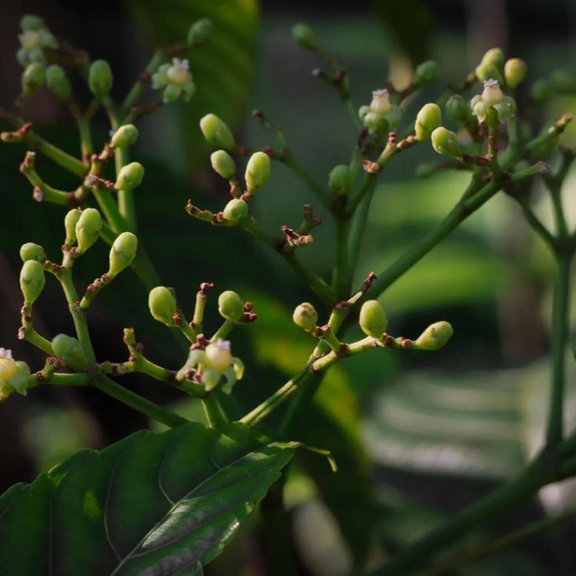 The bandicoot berry is one of the plant species being screened against approximately 10 different cancer cell lines.