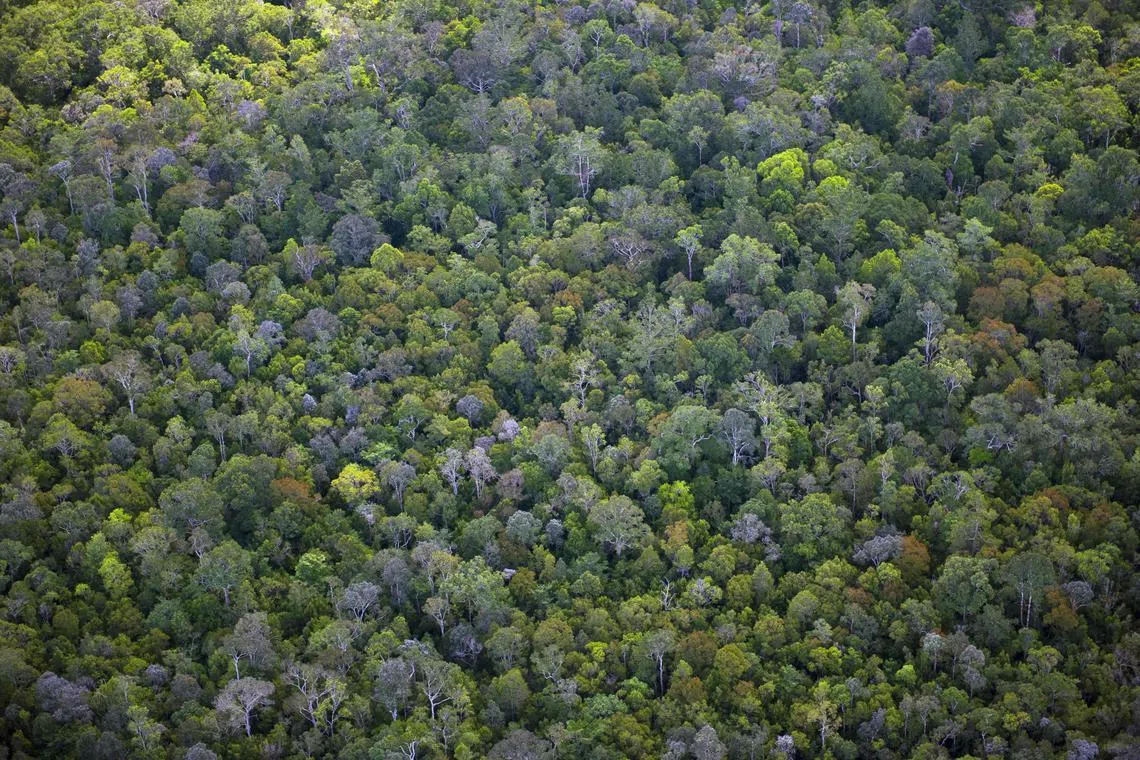 This file aerial photograph taken on June 7, 2012 shows lush tropical forest in the Central Kalimantan province in Indonesia's Borneo island.