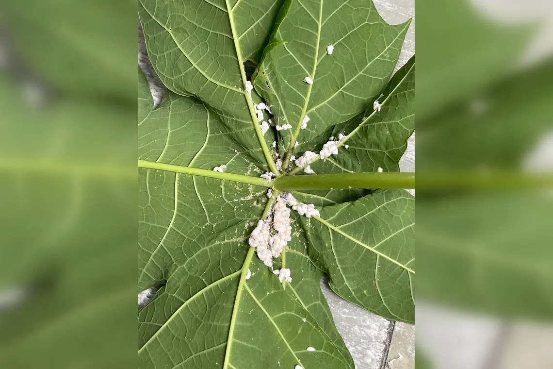 Use a strong jet of water to wash these pests off.