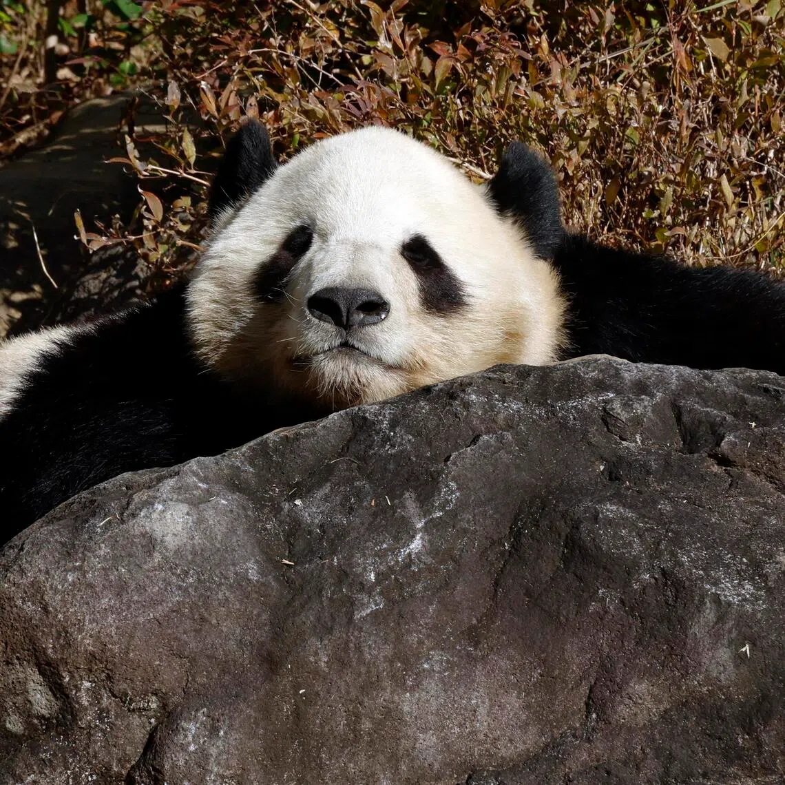 Prospects for a new panda loan by China remain uncertain amid soured ties between the nations. 