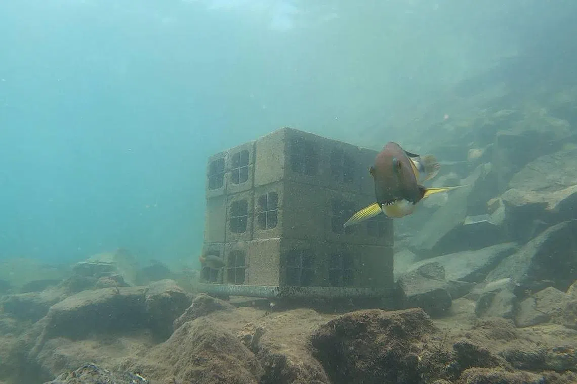 Researchers recently found that fish houses with more complex designs help to accommodate greater fish diversity, in terms of species and abundance