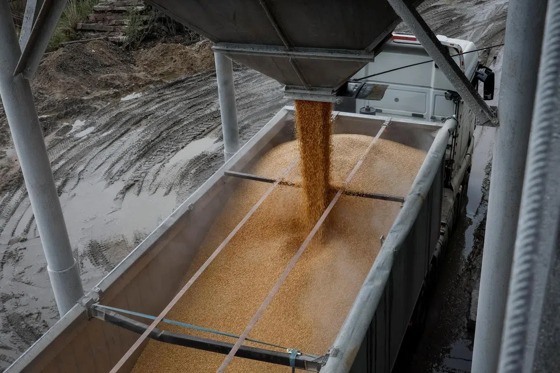 FILE PHOTO: A load of corn is poured into a truck, at a grain storage facility in the village of Bilohiria, Khmelnytskyi region, Ukraine April 19, 2023. REUTERS/Gleb Garanich/File Photo